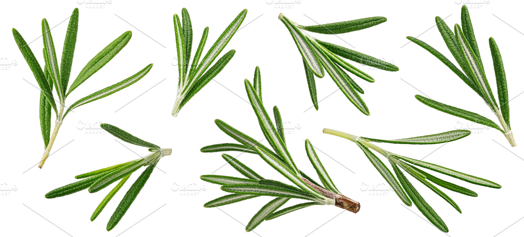 Rosemary isolated on white, a Food & Drink Photo by Max Lashcheuski