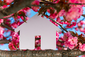 White house symbol placed among blooming pink cherry blossoms o, a Nature Photo by Ales Munt