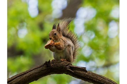 Cute squirrel sitting on branch and