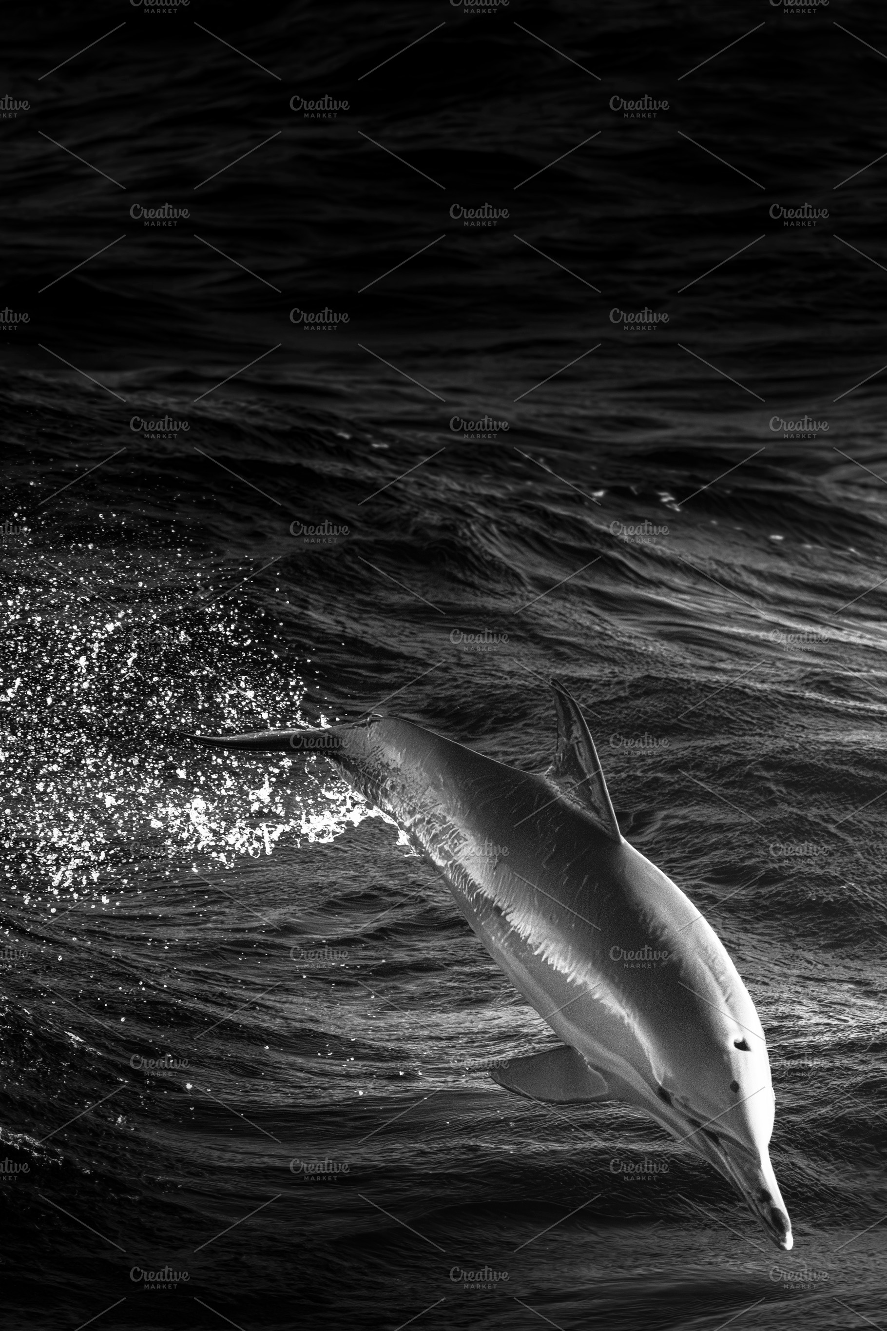 Spinner Dolphin at the Gold Coast, an Animal Photo by Rob D Animal Photography