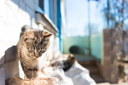 Domestic cat outside house, an Animal Photo by Vapi