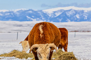 Hereford Cattle - Vertical, an Animal Photo by RodeoPixels WesternImage (Thumbnail 2 of 2)