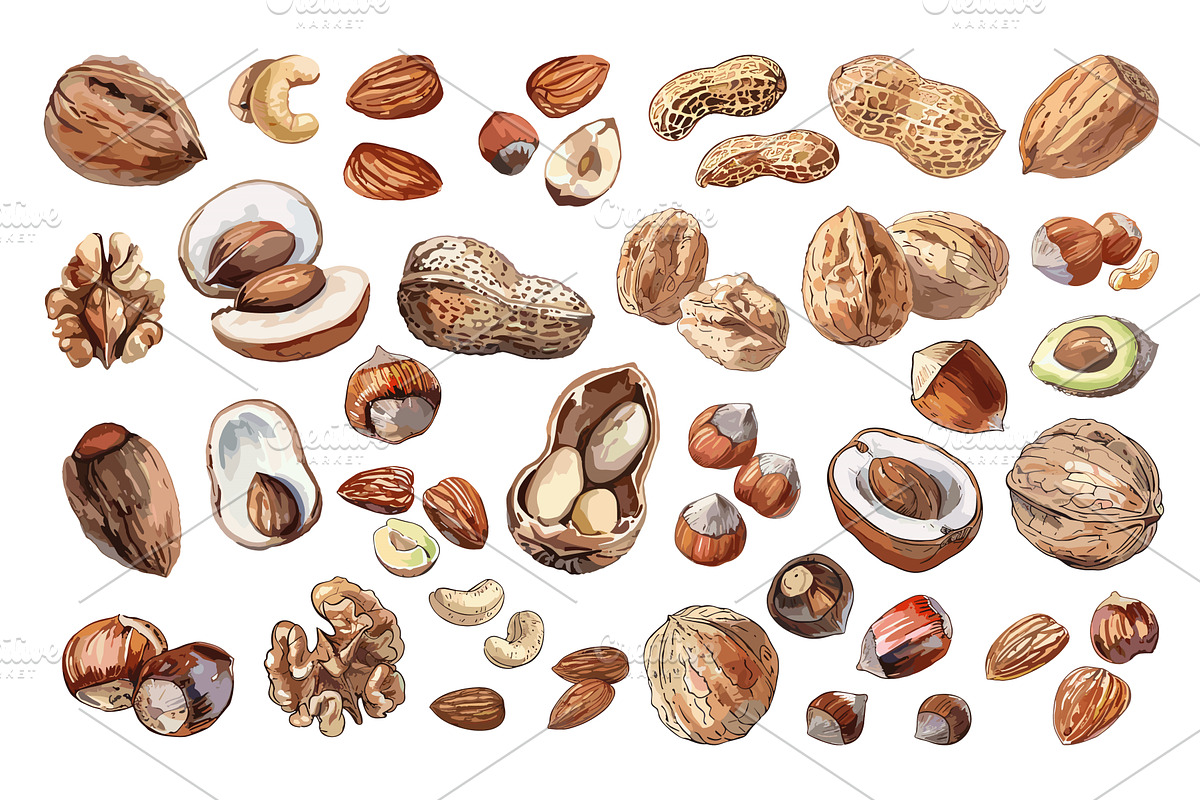 Nuts Set Low Detailed Watercolour, a Food Illustration by LadadikArt