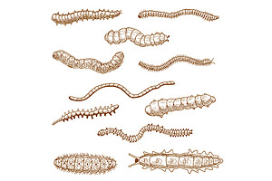 Warm And Caterpillar Insect Sketches