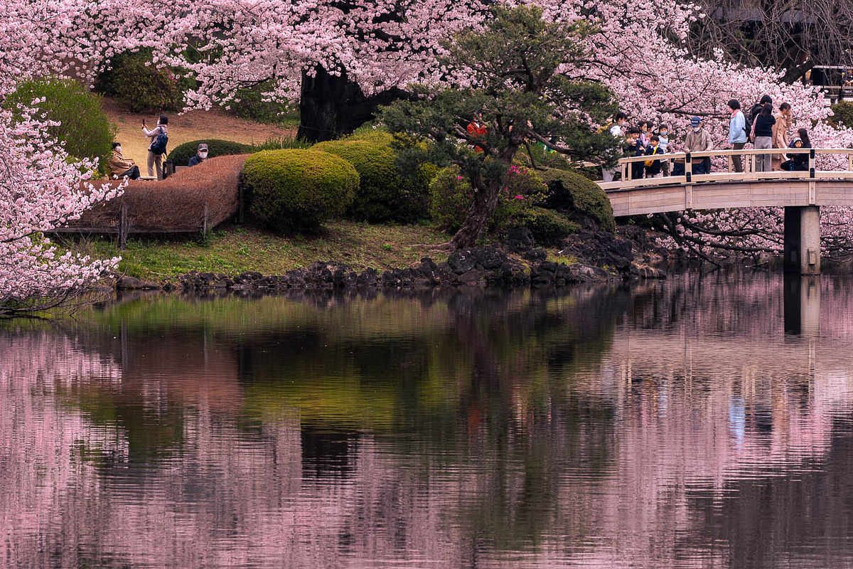 Cherry Blossom Landscape 5 Photos, a Nature Photo by Silent Nature (Photo 3 of 6)