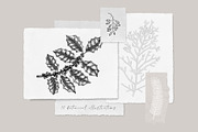 Winter Plants Set. Christmas Designs, a Seasonal Illustration by Yevheniia (Thumbnail 11 of 13)