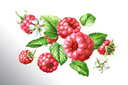 Summer Raspberries. Watercolor set, a Food Illustration by Daria Ustiugova (Thumbnail 9 of 26)