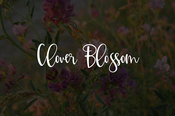 Clover Blossom preview 6