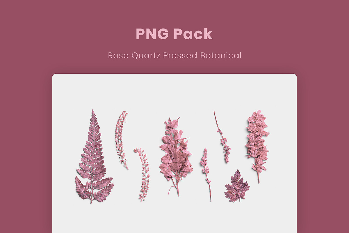 Rose Quartz Pressed Botanical PNG, an Object Graphic by Custom Scene (Photo 8 of 8)