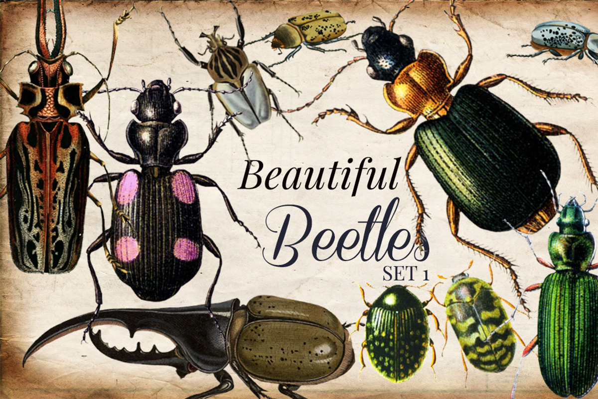 Vintage Beetles Set 1, a Graphic by Digital Vintage (Photo 1 of 2)