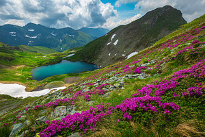 Lake and rhododendron flowers, a Nature Photo by Alpine Dreams