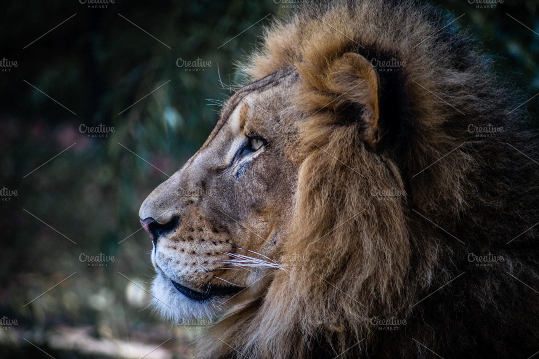 Majestic lion featuring lion, profile, and majestic, an Animal Photo by AW Photo
