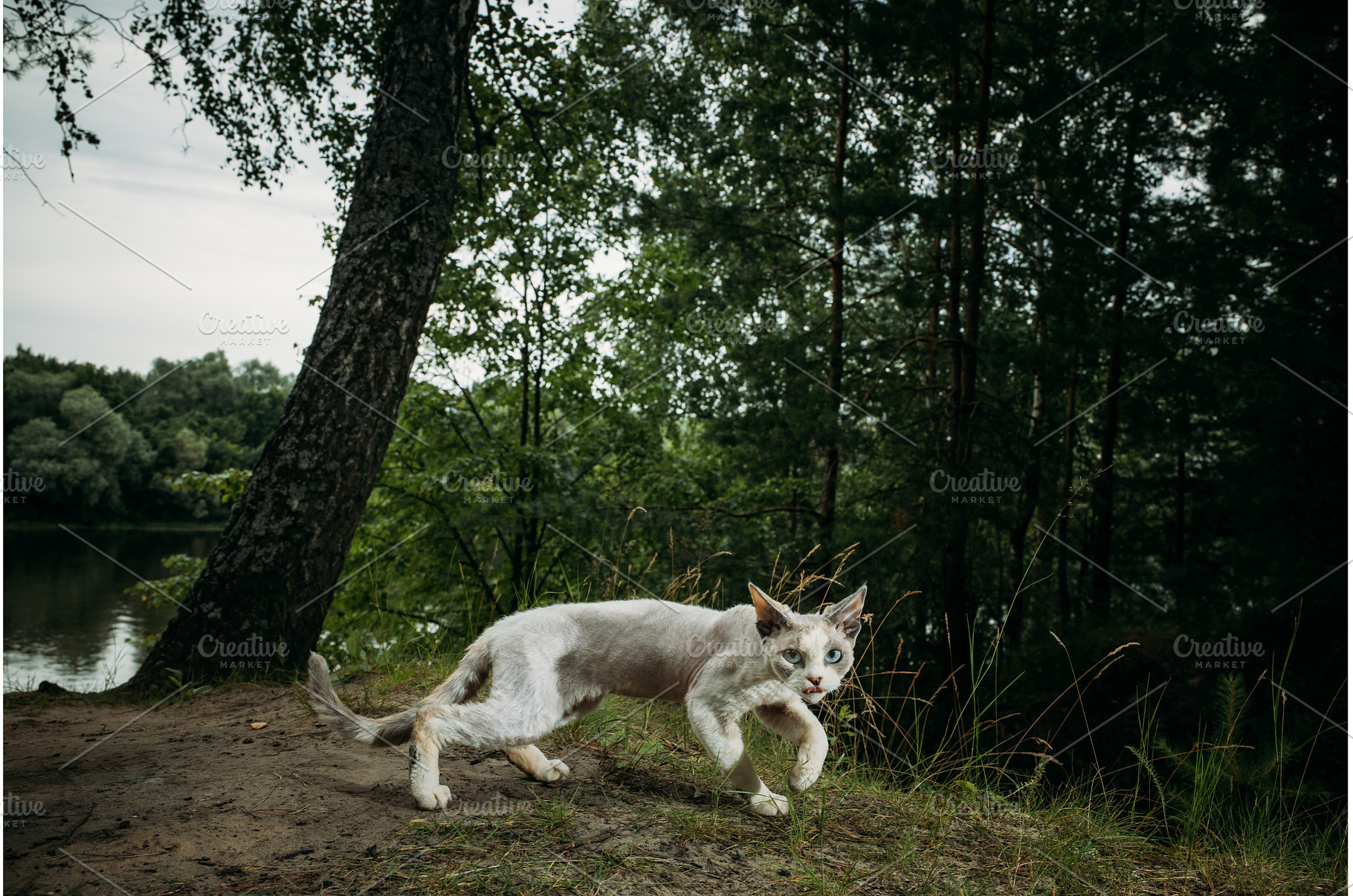 Dynamic cat leaps joyfully in a, an Animal Photo by Our Amazing World