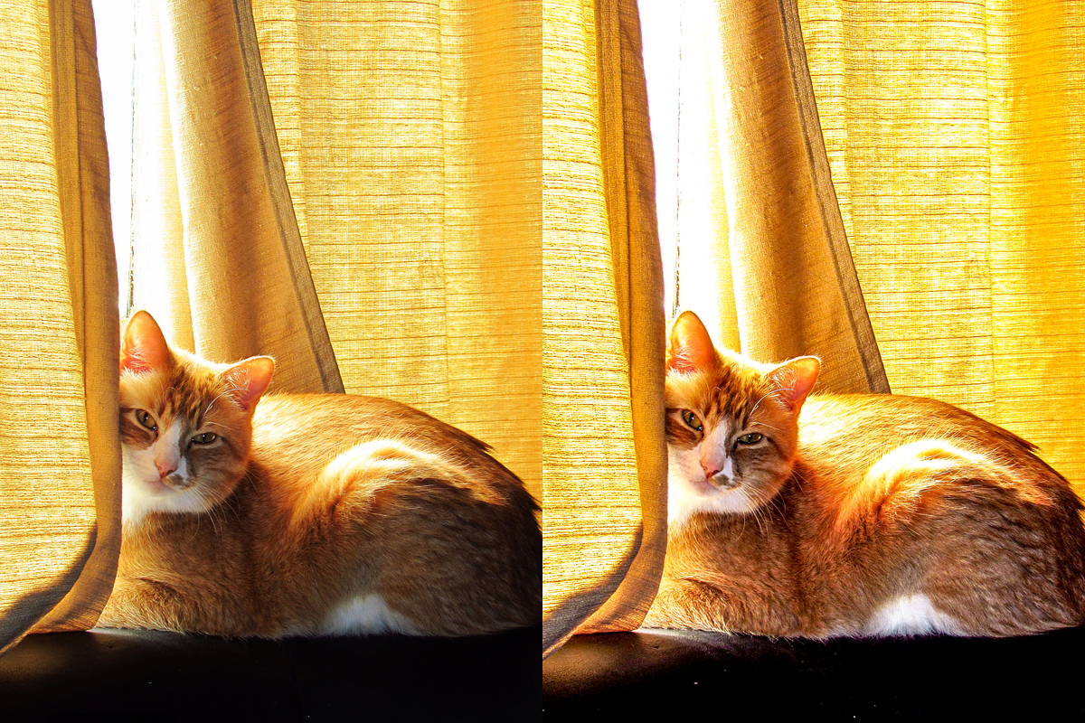 10 Pets Lightroom Presets for Mobile, a Preset Add-On by RamsaGraphi (Photo 6 of 10)
