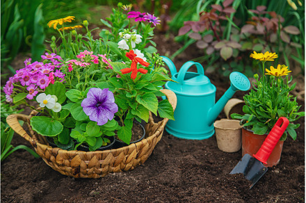 Plant flowers in the garden