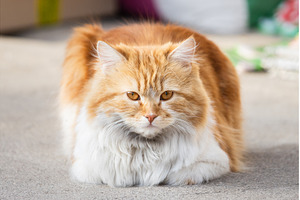 Fluffy ginger cat lying on the, an Animal Photo by Pakosta