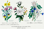 Flore des Dames Vintage French, an Illustration by French Kiss Collections (Thumbnail 4 of 16)