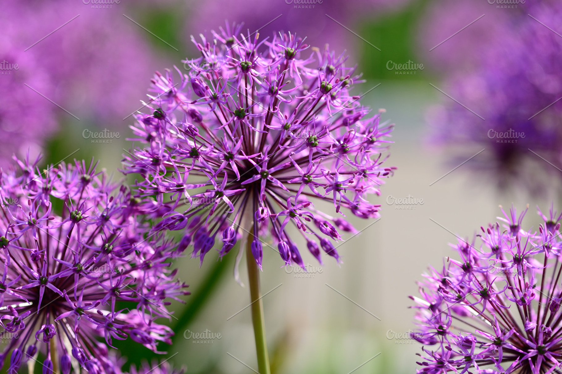 Allium Flowers