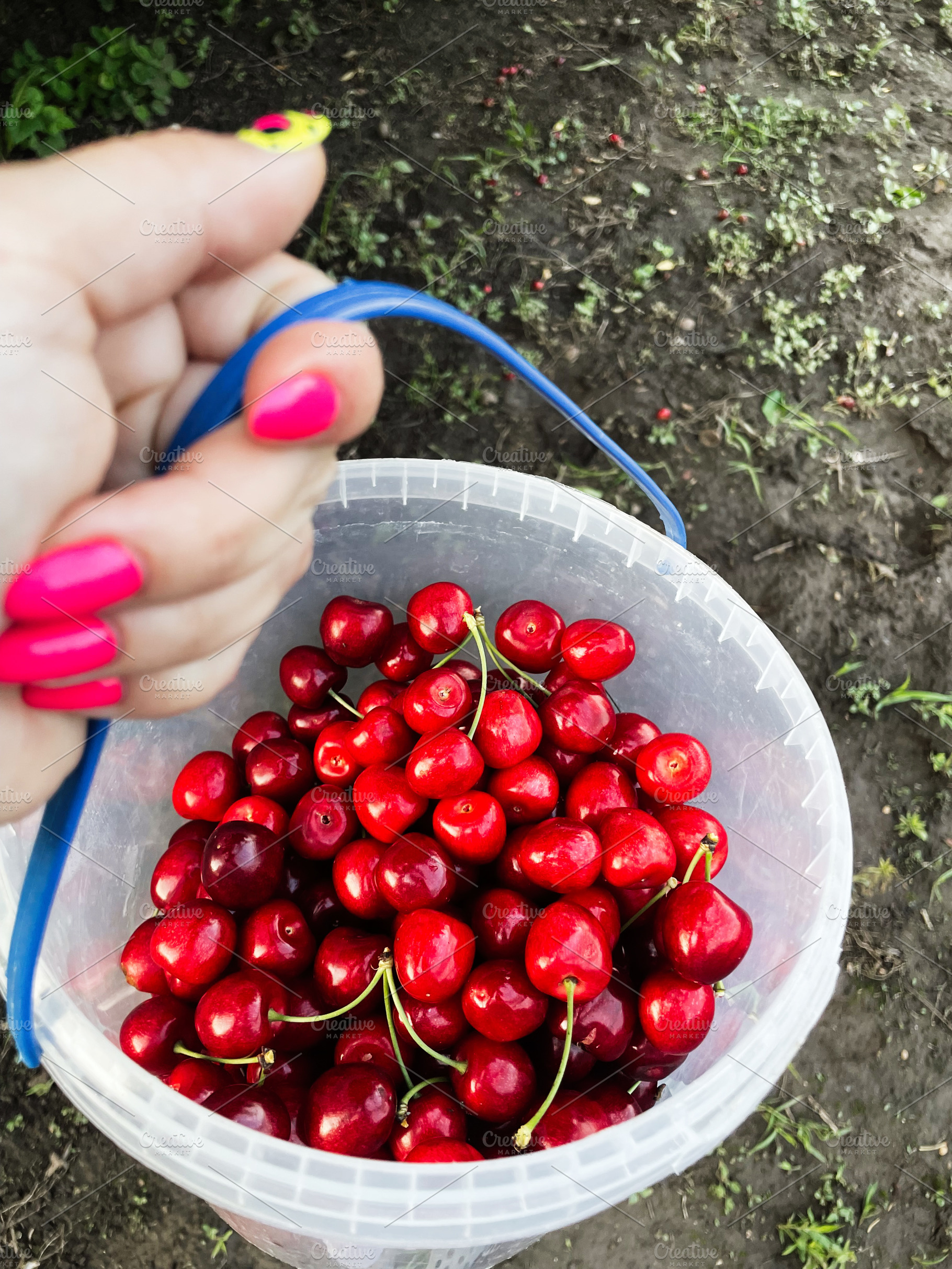 Person holding bucket filled with cherries in outdoor garden setting, a Photo by AS photostudio
