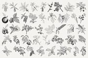 Vintage Leaf & Branch Illustrations, a Decorative Illustration by Century Library (Thumbnail 6 of 9)