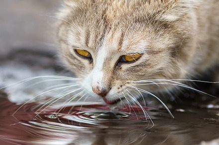 A stray cat drinking water from a pu, an Animal Photo by AlexBush