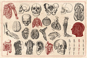 100 Vintage Anatomy Vectors, an Illustration by Brigantine Designs (Thumbnail 7 of 7)