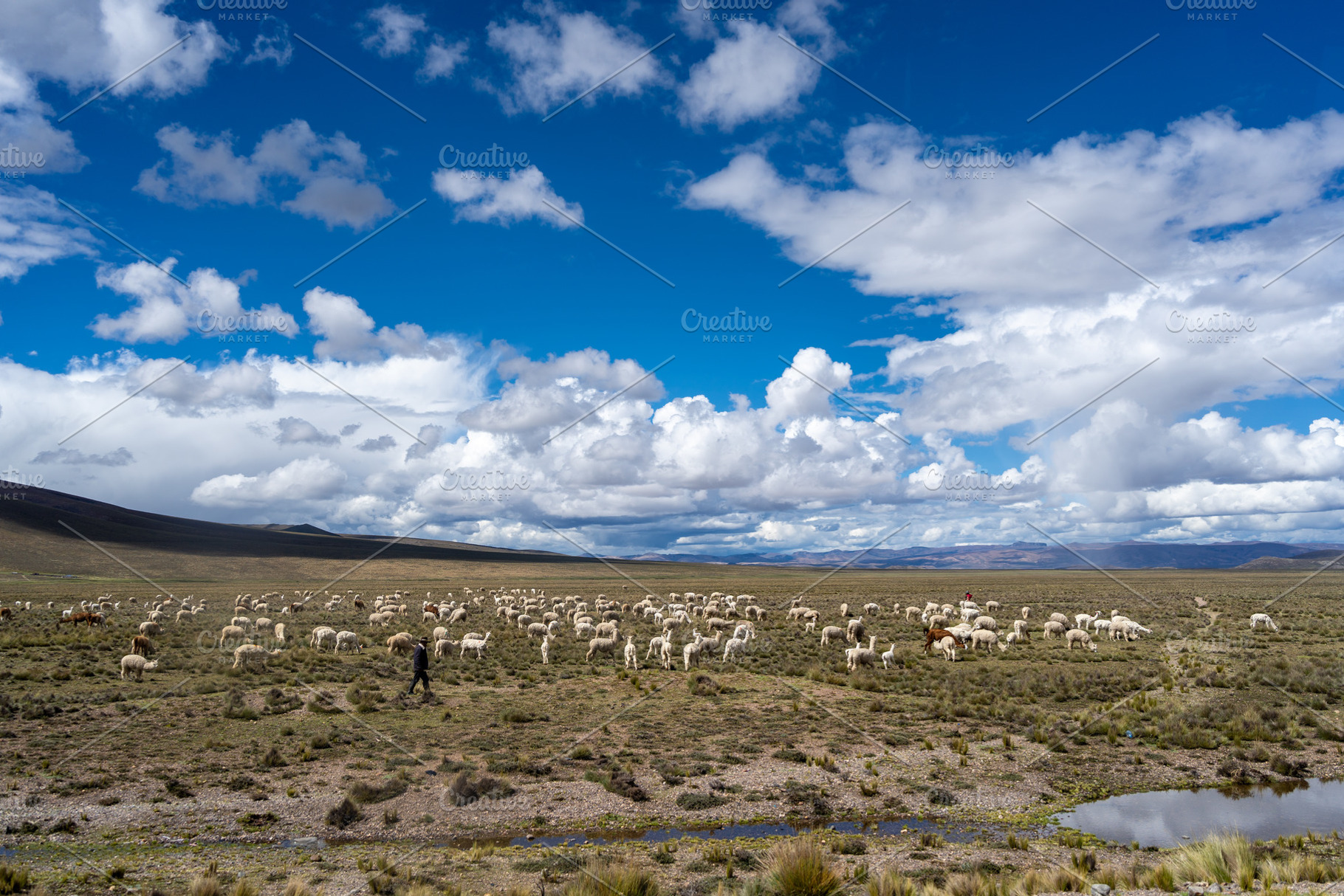 Herd of alpacas and llamas grazing in the highlands of Peru, a Nature Photo by GoodGoods