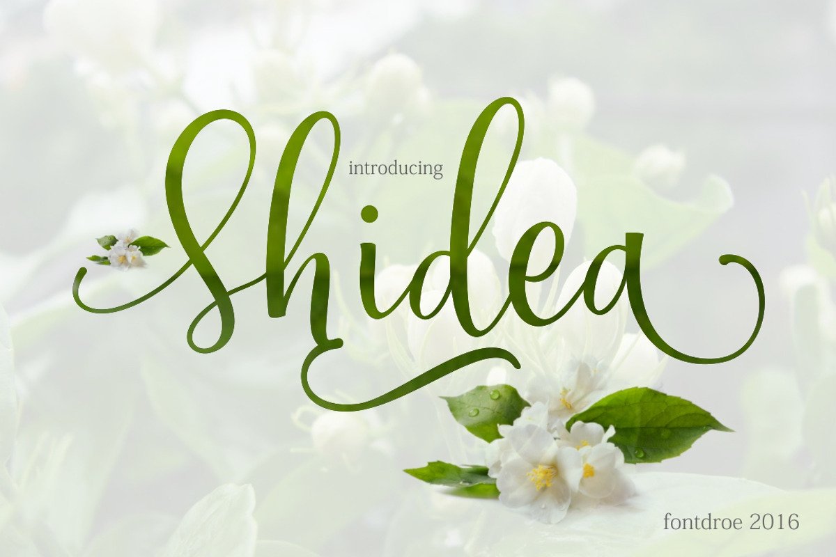 Shidea