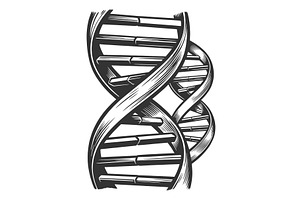 DNA Double Helix Genetic Structure, an Illustration by AlexArt