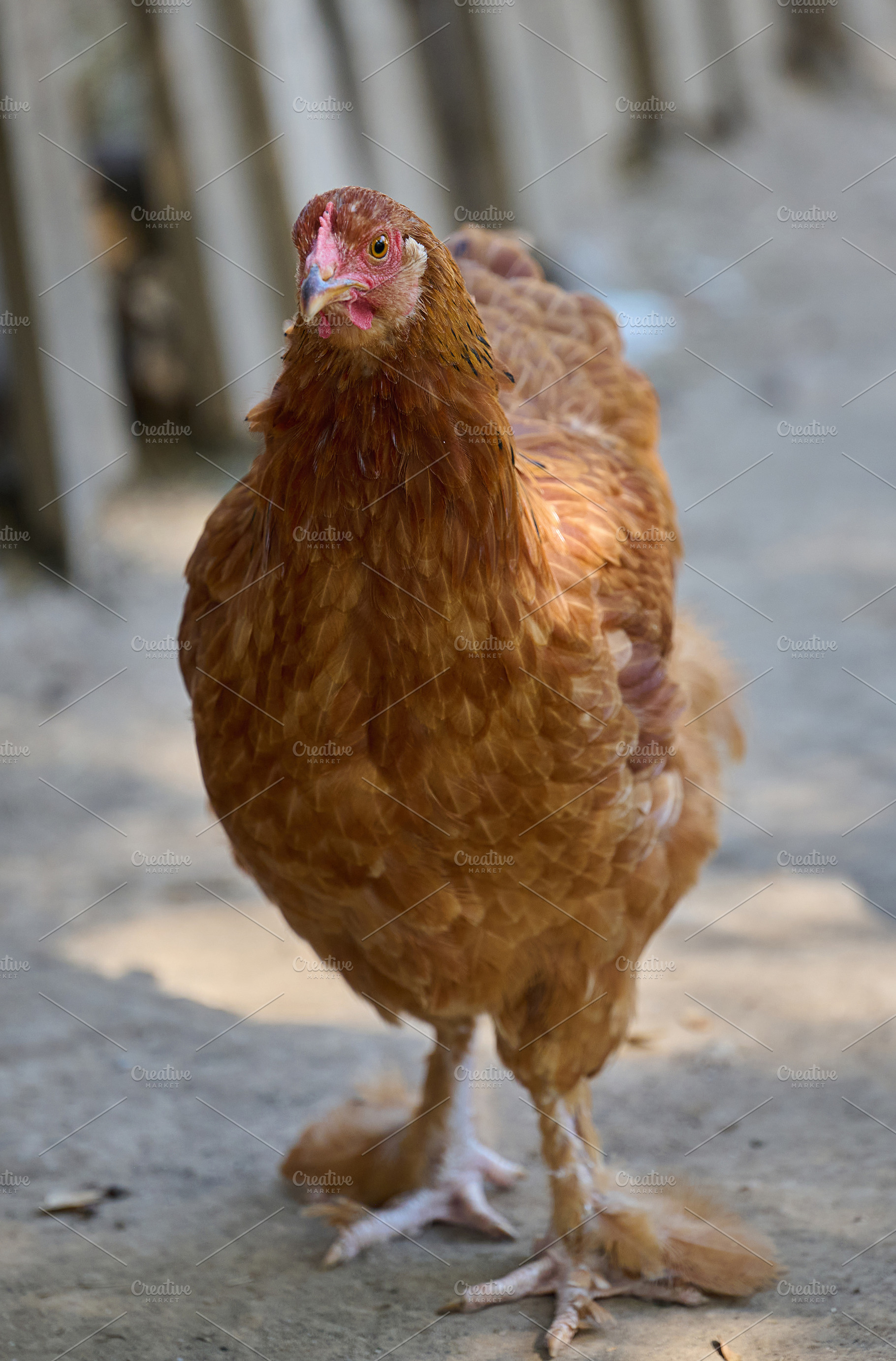 A brown chicken stands and looks straight at the camera on a far, an Animal Photo by ndanko