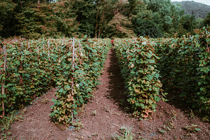 Bean field rows on trellis, an Industrial Photo by SkyNext