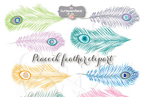 VECTOR Peacock Feather Clipart