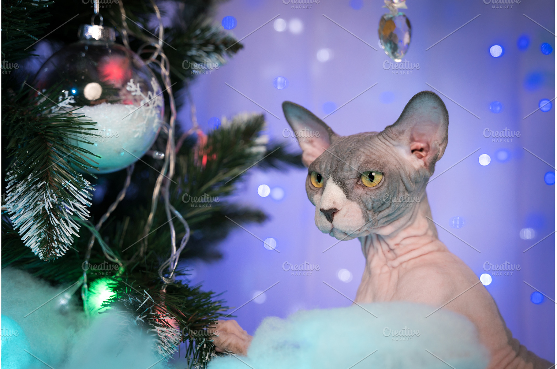 Sphynx Cat sits near Christmas tree, an Animal Photo by Alexander-Piragis