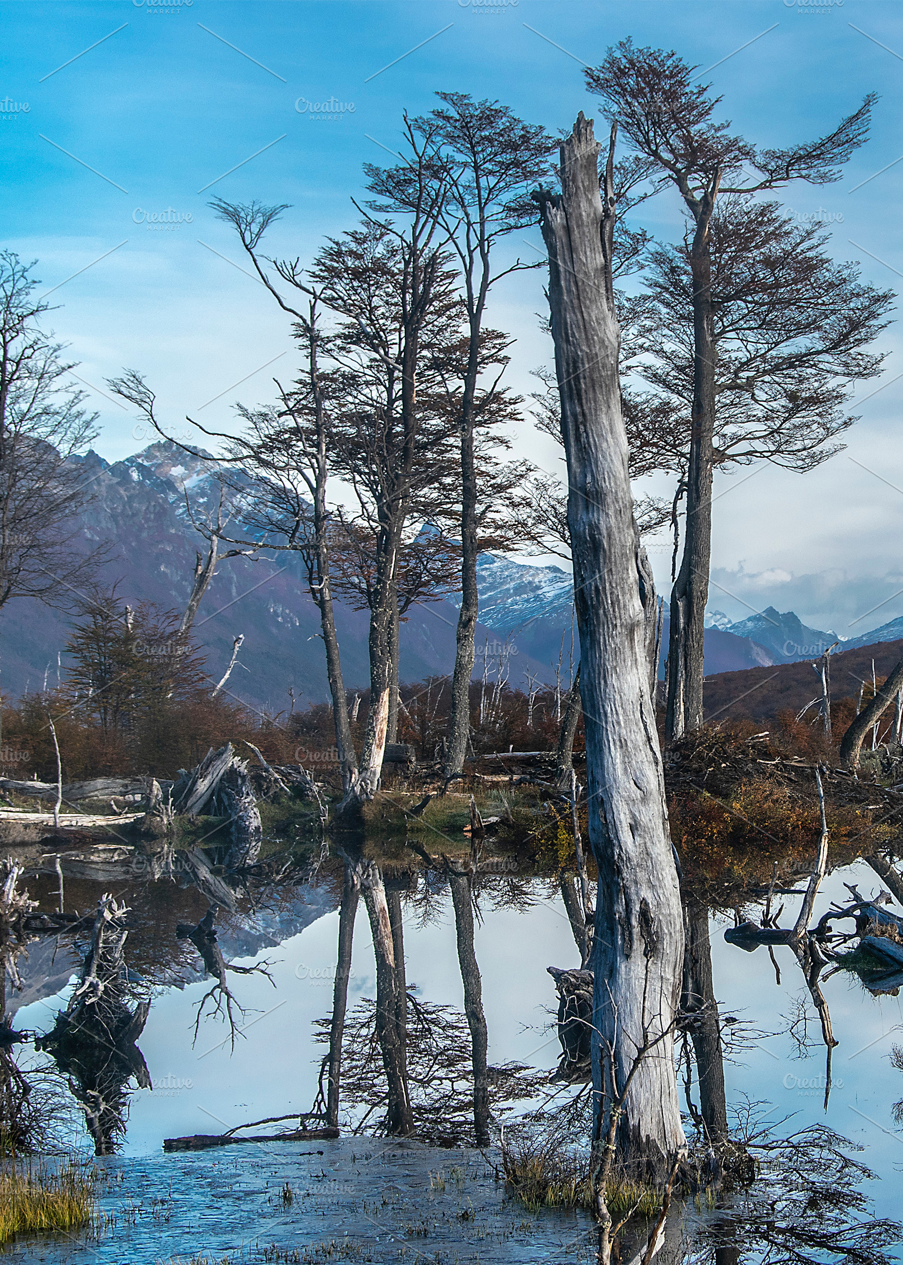 Dry forest landscape, tierra del fuego, argentina, a Nature Photo by DanFLCreativo
