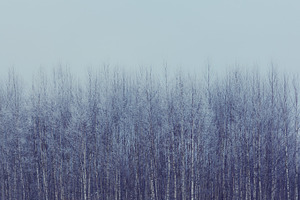 Birch trees. Snow covered