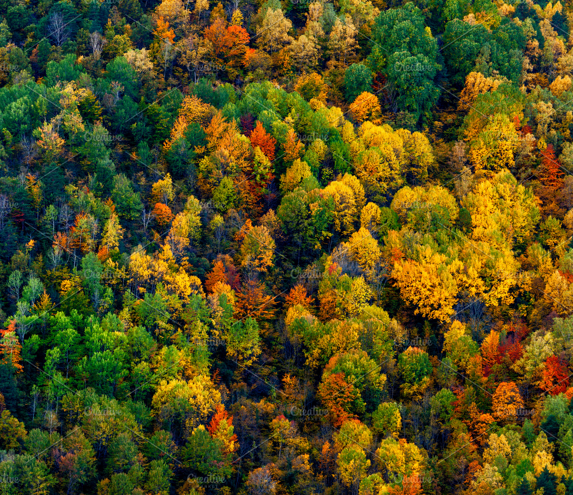 Save the earth stock photo containing woods and fall colors, a Nature Photo by Atropos Images