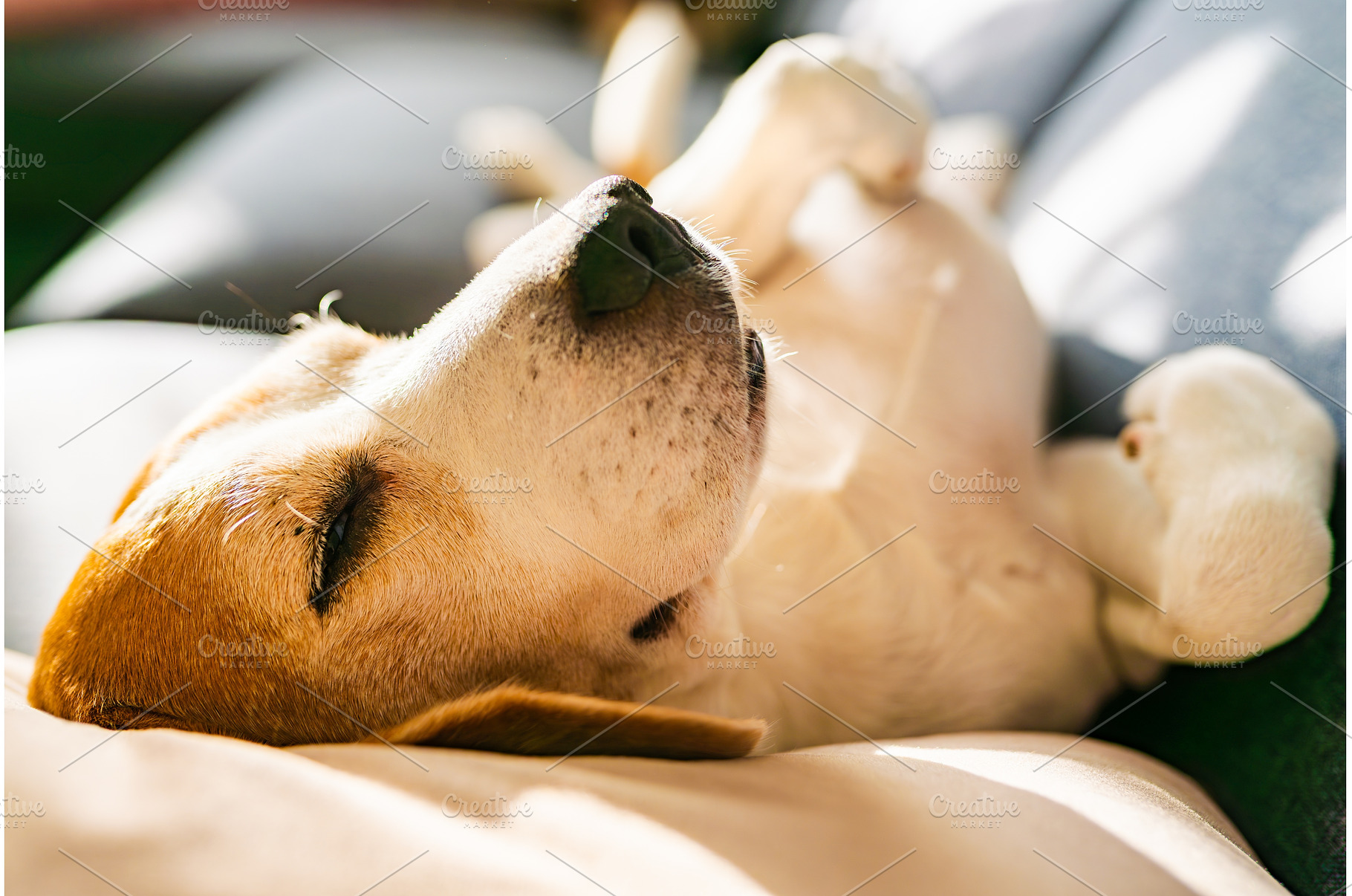 Beagle Dog Sleeping on its Back on a, an Animal Photo by MadPhotos
