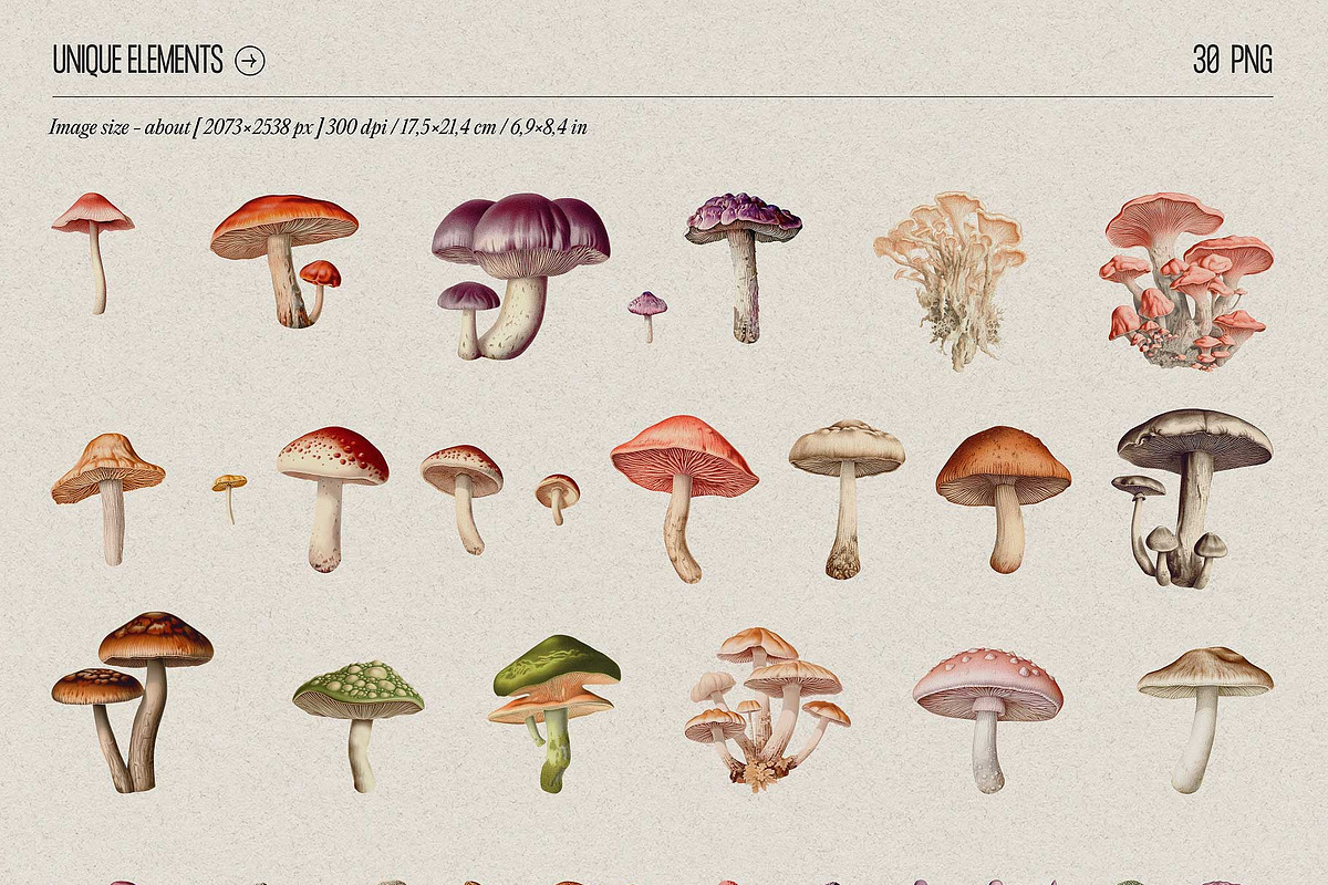 Fungi - botanical illustrations, an Object Graphic by AI Crafted Magnolia (Photo 4 of 13)
