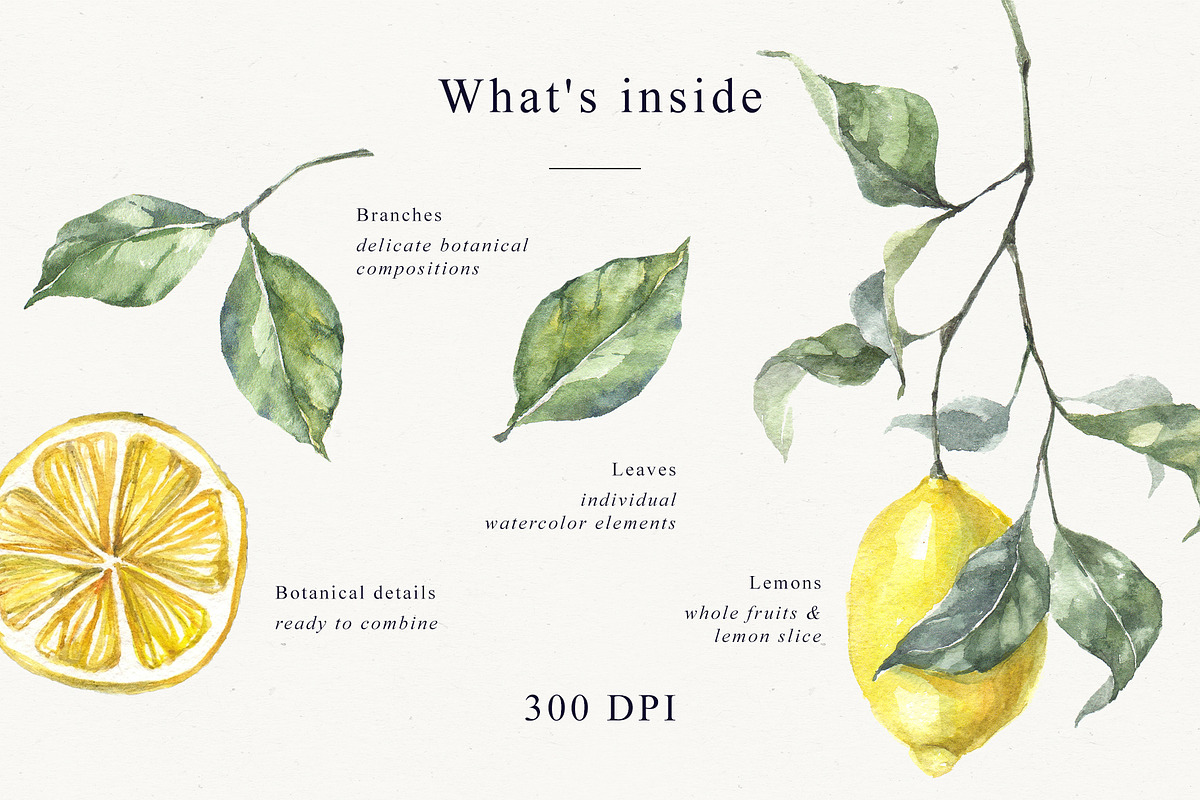 Lemons Botanical Illustrations, a Food Illustration by Tilling (Photo 3 of 7)