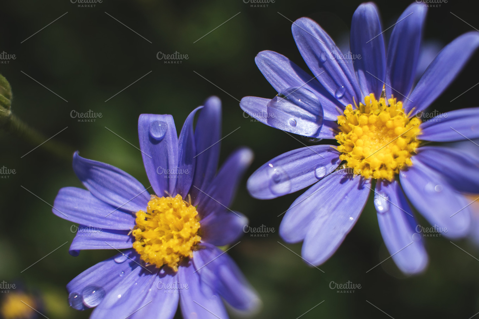 Raindrops on Purple Daisies Petals, a Nature Photo by René Jordaan Photography