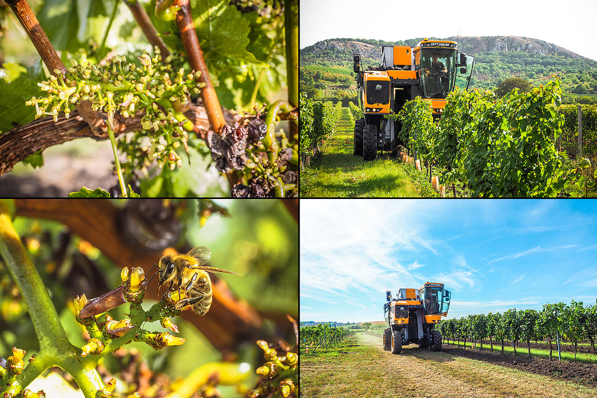 Viticulture /32 pics preview 3