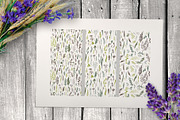 Wild field herbs. Botanical set., a Healthcare Illustration by Alena Kaz (Thumbnail 6 of 12)