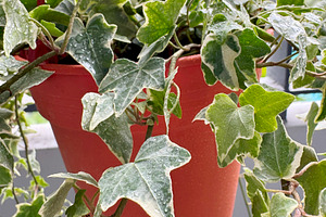 English ivy plant in flower pot, a Nature Photo by ArtBackground