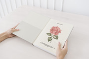 Bouquets roses & hydrangea, an Illustration by Kotkoa (Thumbnail 6 of 8)