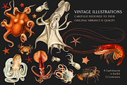60 Vintage Marine Creatures, an Illustration by The Object Atlas (Thumbnail 2 of 8)