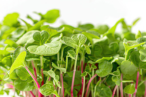 Fresh radish microgreen on white background, a Food & Drink Photo by AlyaAnd