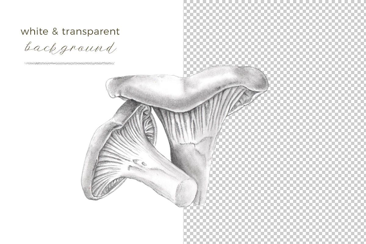 6 Graphite Gourmet Wild Mushrooms, a Food Illustration by Miriam Figueras (Photo 3 of 3)