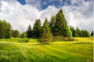 Bright green alpine meadow with, a Nature Photo by den-belitsky