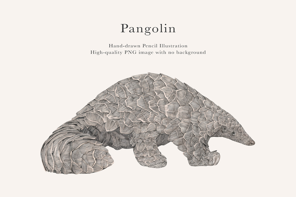 Pangolin Illustration - PNG, an Animal Illustration by LaurenFittonIllustration (Photo 1 of 7)