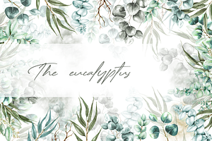 Eucalyptus Watercolor Illustrations